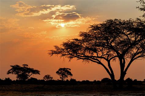 African Sunset With Tree In Front Photograph By Artush Foto Fine Art