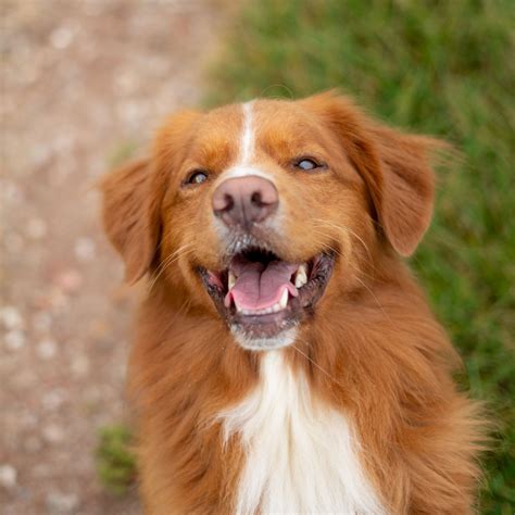 A nova scotia duck tolling retriever may not be right for you. Blue Eye Nova Scotia Duck Tolling Retriever Puppy