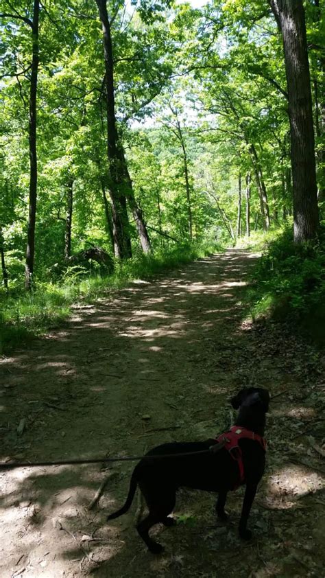 5 Best Dog Friendly Hiking Trails In La Crosse Wi Pawsitively Intrepid