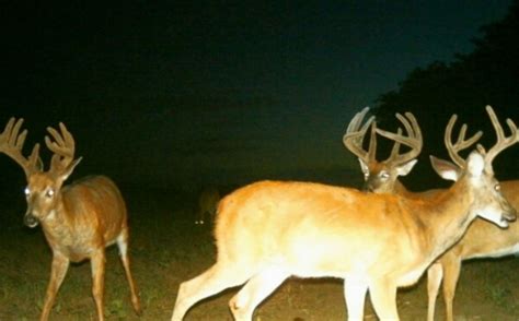 Ranking The Mature Buck Potential For Hunting Land Whitetail Habitat
