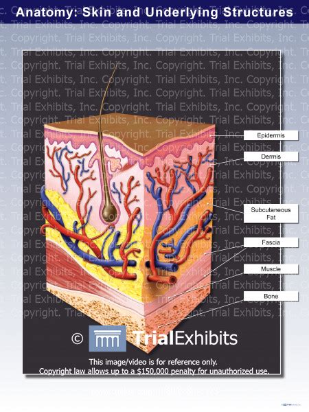 Anatomy Skin And Underlying Structures Trialexhibits Inc