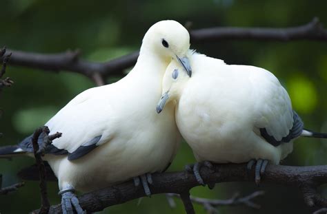 Animal Dove Love Bird Couple Cute Wallpapers Hd Desktop And