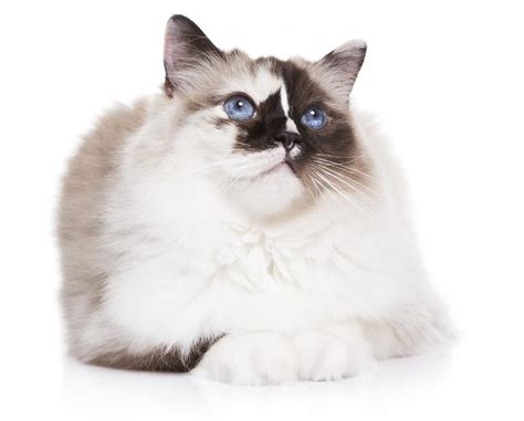 Albino cats, like all albinos, will be very sensitive to bright lights and will sunburn easily. 9 Utterly Gorgeous Cat Breeds That Have Ocean Blue Eyes ...