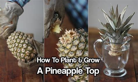 How To Plant And Grow A Pineapple Top Shtf Prepping And Homesteading Central