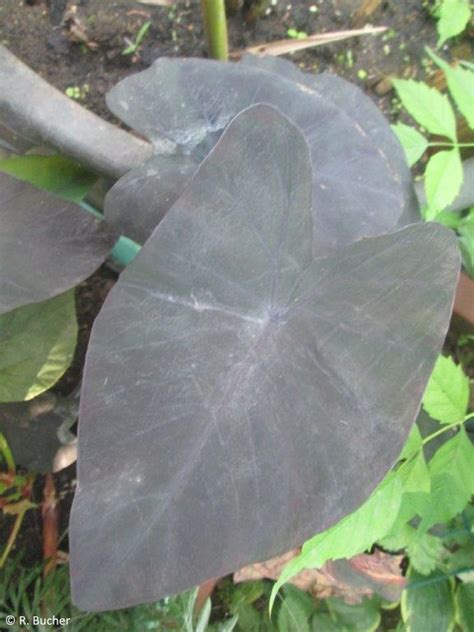 Offering colocasia esculenta «black magic» (taro). Exotische Nutz- und Zierpflanzen - Colocasia esculenta ...