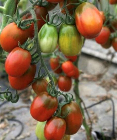 Black Plum Tomato Seeds Heirloom Organic Tims Tomatoes