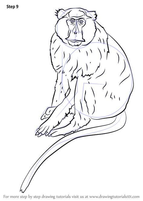 If you are an avid drawer, i highly recommend trying out digital drawing: Learn How to Draw a Patas Monkey (Primates) Step by Step ...
