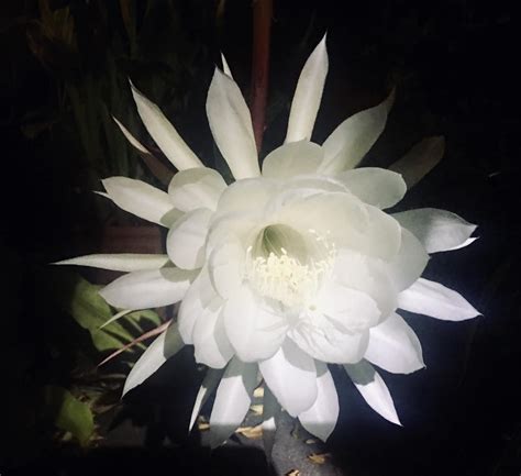 This Flower Blooms Once A Year At Night Rmildlyinteresting