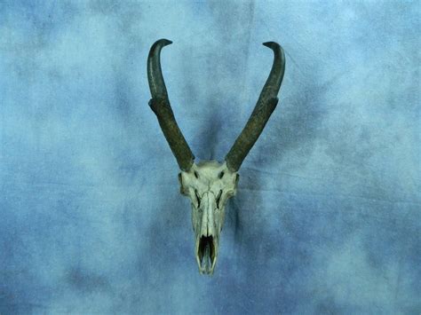 Let me preface this article by saying that if i can do this, anyone can. Showpiece Taxidermy: Deer & Elk European Skull Mounts