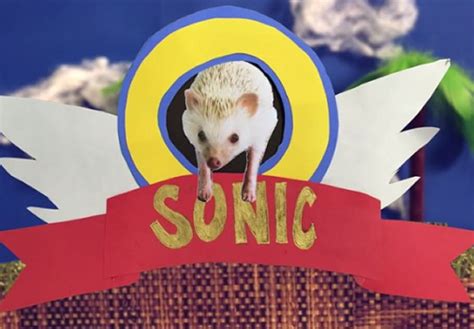 Sonic The Hedgehog In Real Life