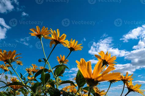 Yellow Wild Flowers Reach For The Blue Cloudy Sky 11706045 Stock Photo