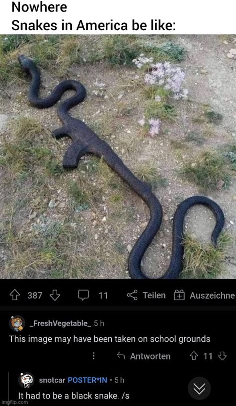 Cursed Snake Imgflip