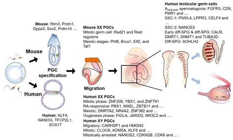 Germ Cell Development Encyclopedia Mdpi