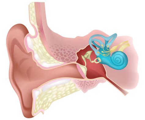 El Oído Sus Partes Y Funcionamiento Audiocentro