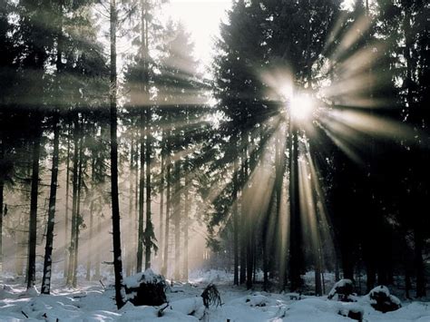 Sunshine Threw Forest In Winter Forests Rays Snow Light Hd
