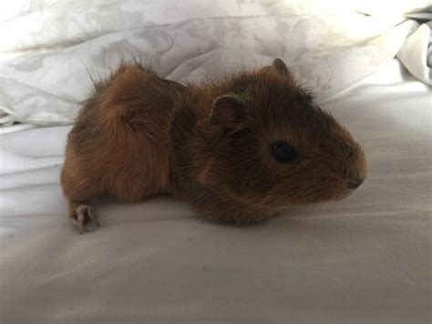 Guinea Pig Small And Furry Adopted 7 Years 8 Months Brownie And Bucky