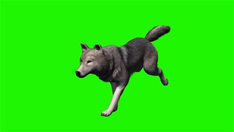 Wolf Walk Animal Green Screen Footage Stock Footage Video 7617874