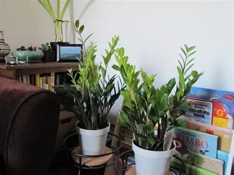 15 Best Office Desk Plants That Dont Need Space Office Plants Desk