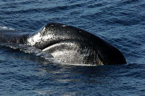 Bowhead Whale Balaena Mysticetus Wwf Canada