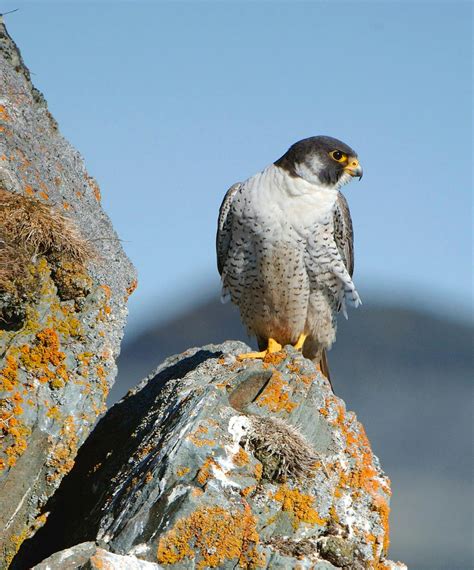 Draft Peregrine Falcon Recovery Plan Talk Alberta Environment And Parks