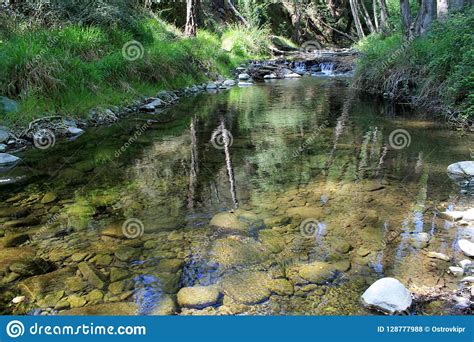 Crystal Clear Stream In The Summer Forest Stock Photo Image Of Stone