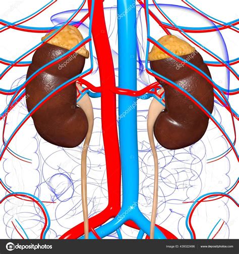 Human Urinary System Kidneys Bladder Anatomy Medical Concept