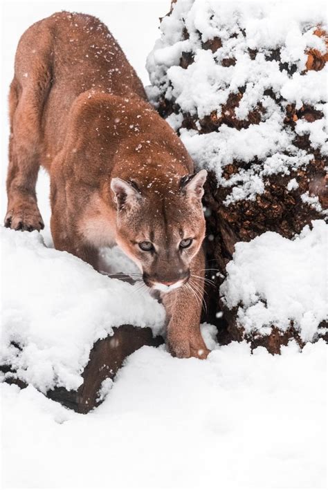 624 best images about cougar america s big cat on pinterest cats ghost cat and africa