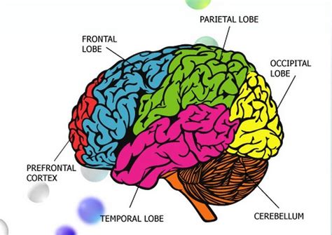 Brain Map For Kids