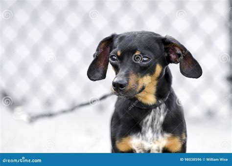 Chiweenie Chihuahua Dachshund Mixed Breed Dog Stock Photo Image Of