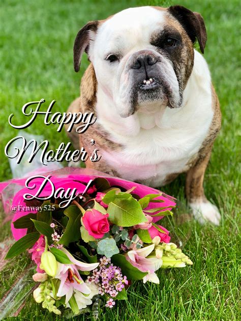 13may18 Fenway Bulldogs Happy Mothers Day Bulldog Happy Mothers