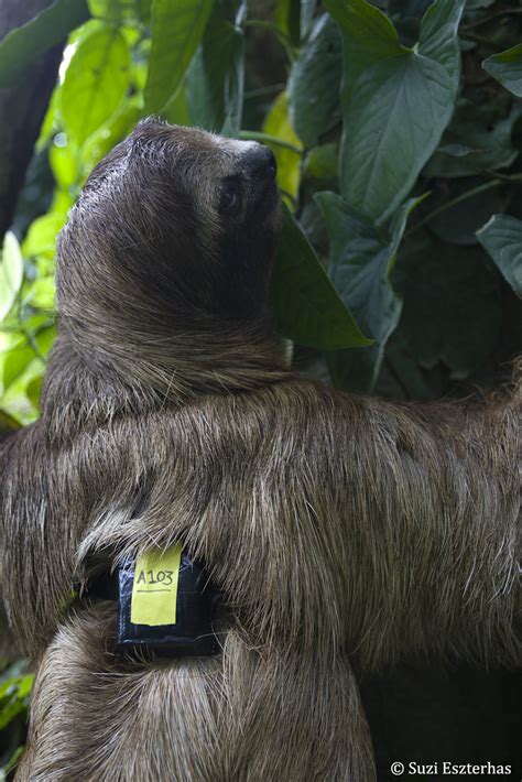 Research At The Sloth Sanctary Of Costa Rica Begins — Sloth Sanctuary