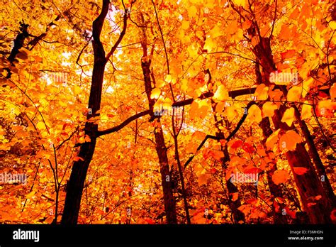 Northeast Fall Foliage Hi Res Stock Photography And Images Alamy