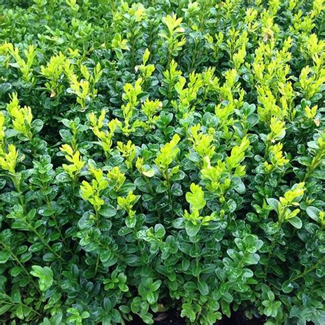 Buy Common Box Buxus Sempervirens £1199 Delivery By Crocus