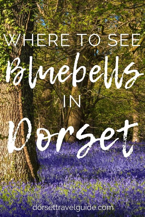 18 Of The Best Springtime Bluebell Woods In Dorset Artofit