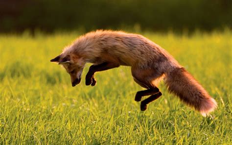 2560x1440 Resolution Brown Fox Animals Fox Jumping Grass Hd