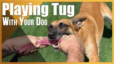 The Fundamentals Of Playing Tug With Your Dog Youtube