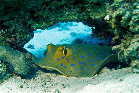 260 Southern Stingray Stock Photos Pictures And Royalty Free Images