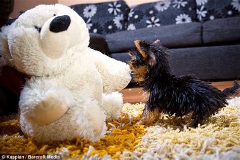 Tiny Dog Is No Bigger Than A Coke Can And Weighs Half A Pound Daily