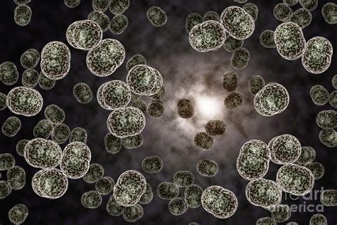 Meningitis Bacteria Infection Photograph By Ezume Images Fine Art America