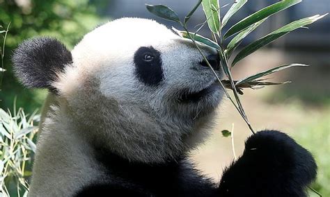 Giant Pandas Are No Longer Endangered China Says Daily Mail Online
