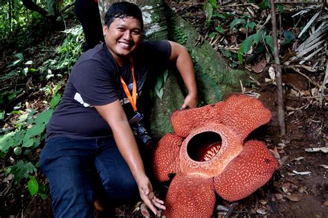 Bunga rafflesia (rafflesia arnoldii) merupakan salah satu tumbuhan endemik indonesia. Paling Bagus 16+ Sketsa Bunga Rafflesia Arnoldi - Gambar ...