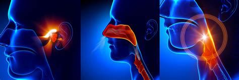 Otorhinolaryngology Ear Nose And Throat Reddington Multi