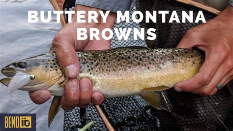 Bitterroot River Montana Brown Trout Youtube