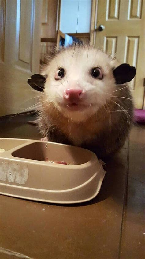 The Cutest Opossum Ever Baby Opossum Cute Animals Opossum