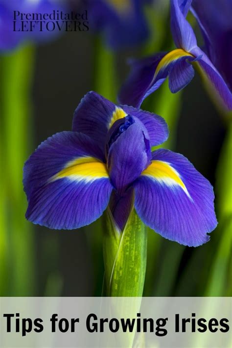 Tips For Growing Irises From Bulbs