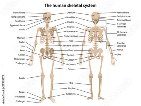 Human Skeleton In Front And Back Views With Main Parts Labeled Vector