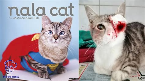 In Fact Behind The Nala Cat Famous With 4 1 Million Followers On