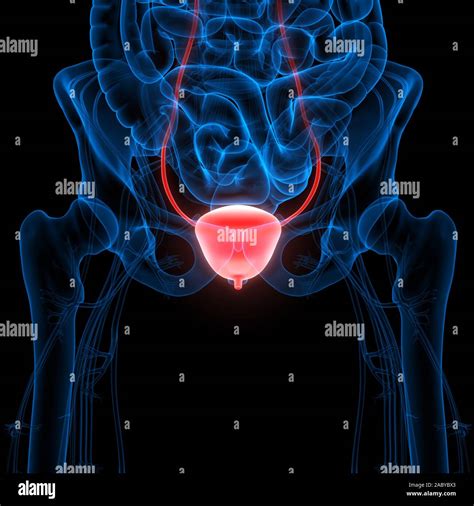 Human Internal Organs Urinary System Bladder Anatomy 3D Stock Photo
