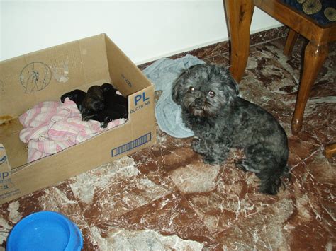 One way to determine the ancestry of your mixed breed is through a dna test. Cute Puppy Dogs: New Born Shih Tzu Puppies