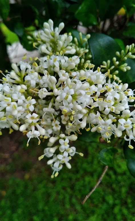 Tiny White Fragrant Flowers Grow In Clusters On Trees Large Bushes